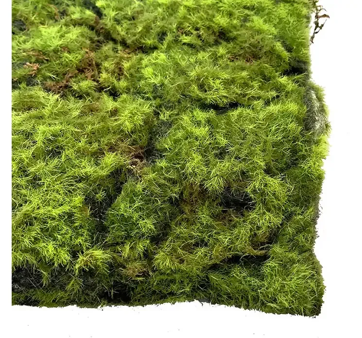 Kunstig mos spagnum plade i grøn closeup