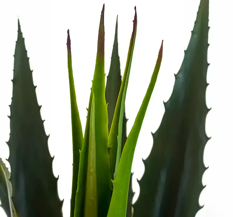 Agave i grøn i sort potte af plast kunstig plante closeup