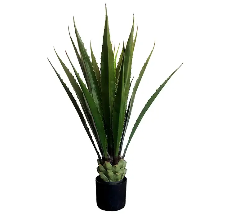 Agave i grøn i sort potte af plast kusntig plante
