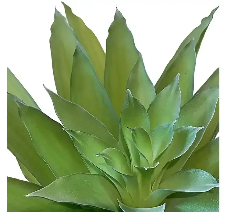Kunstig agave plante i sort potte af plast closeup af blade