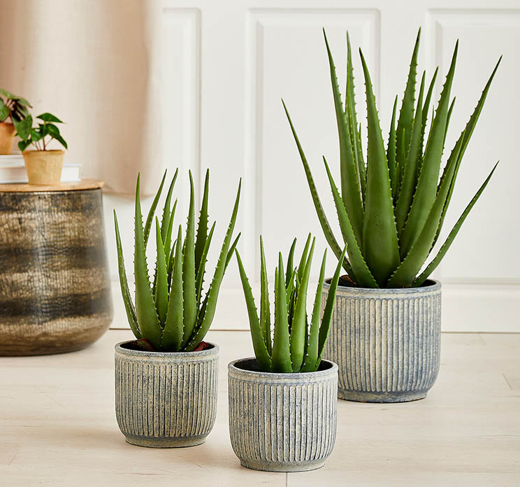 Kunstig aloe vera plante i potte af plastik vist i miljø med tre andre i forskellige størrelser
