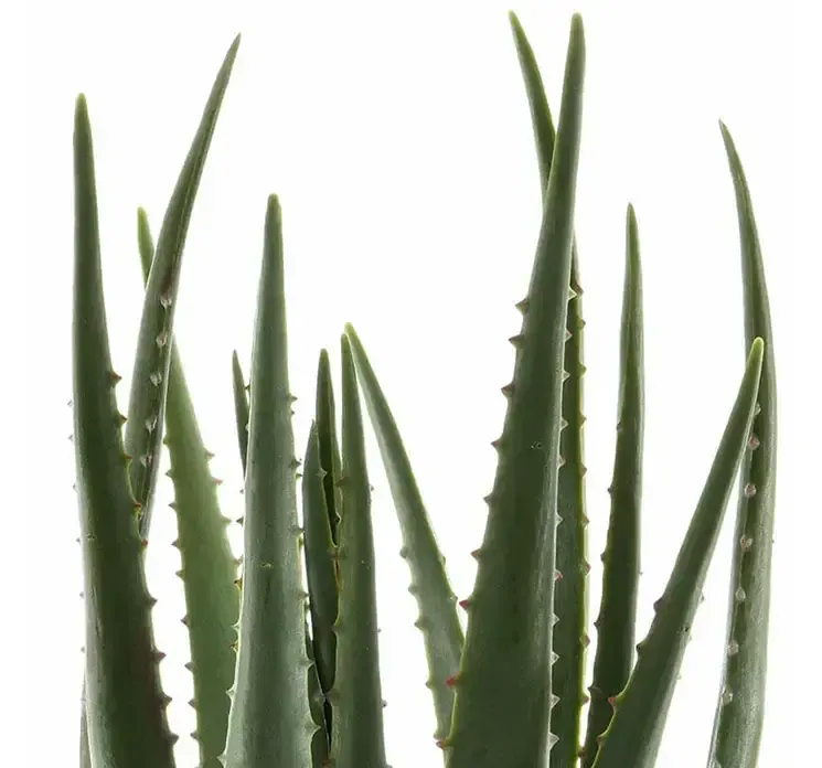 Kunstig aloe vera plante i sort potte af plast closeup af blade