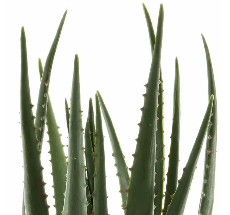 Kunstig aloe vera plante af plast i sort potte closeup af blade