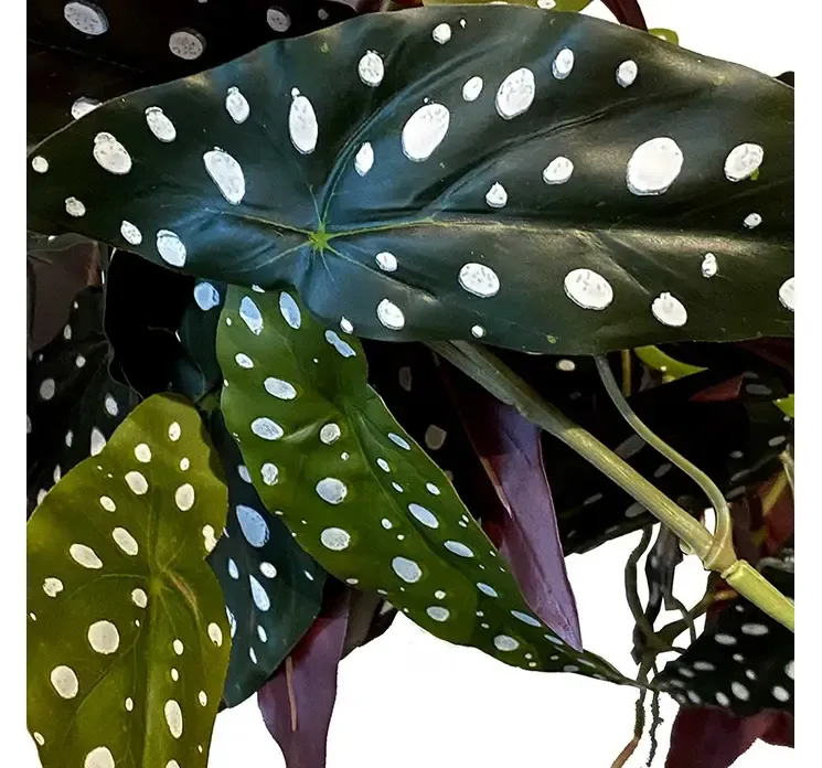 Kunstig begonia maculata hængeplante i grøn og bordeaux af plast closeup