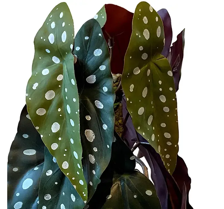 Kunstig begonia maculata opbundet af plast i sort potte closeup af blade