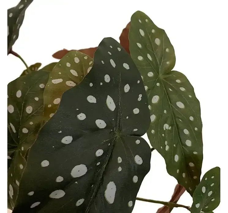Kunstig konge begonia på stilk af plast closeup