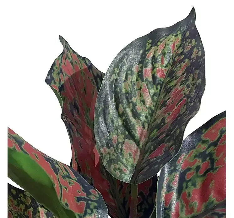 Kunstig caladium plante i af plast i sort potte closeup