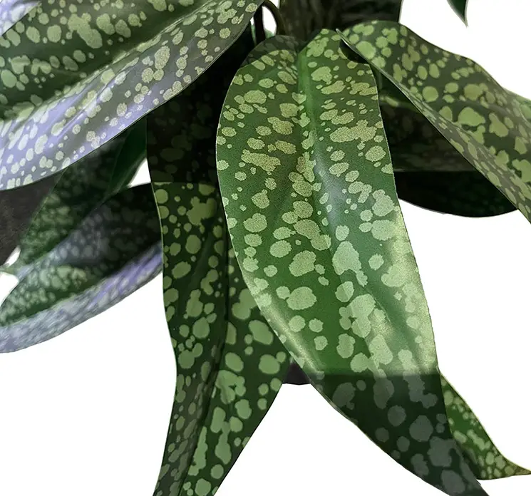Calathea kunstig plante af plast i grøn sat i sort potte af plast closeup