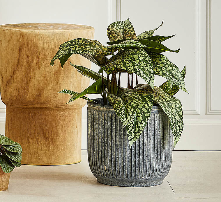 Calathea kunstig plante af plast i grøn sat i sort potte af plast vist i stuemiljø