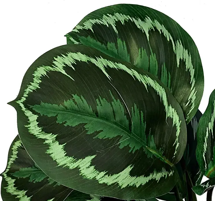 Calathea på stilk kunstig plante af plast i grøn 30cm closeup