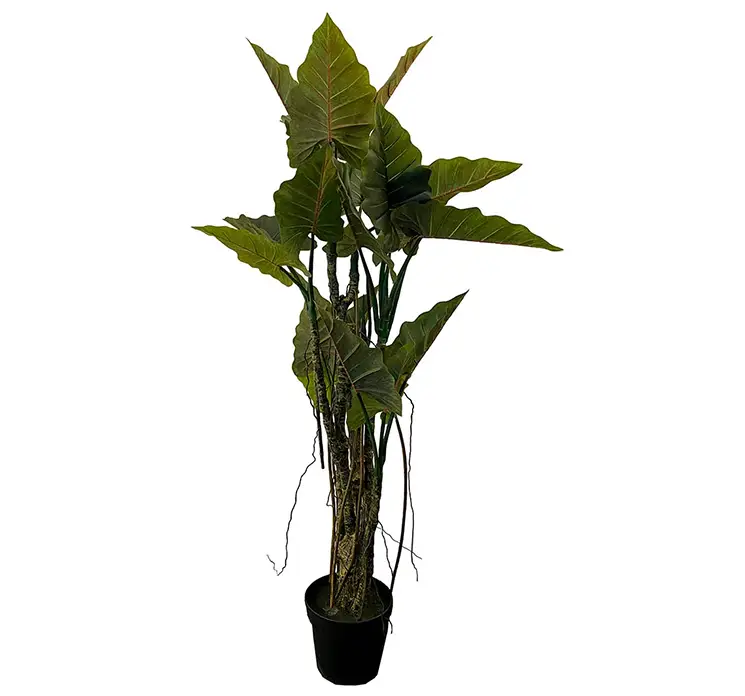 Elefantøre også kaldet colocasia kunstig plante af plast i sort potte 195cm