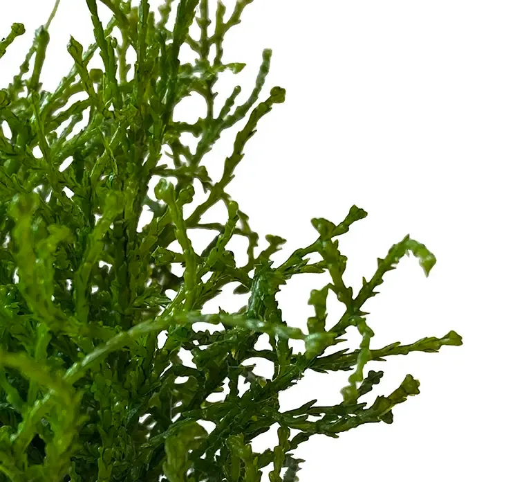 Kunstig cypress plante af plast i grøn closeup