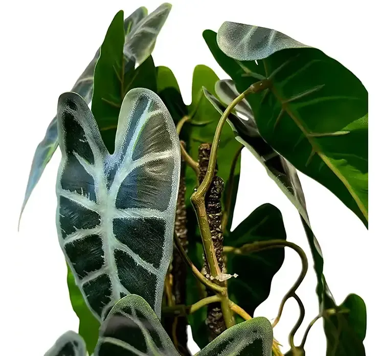 Kunstig elefantøre opbundet plante i sort potte af plast closeup af blade