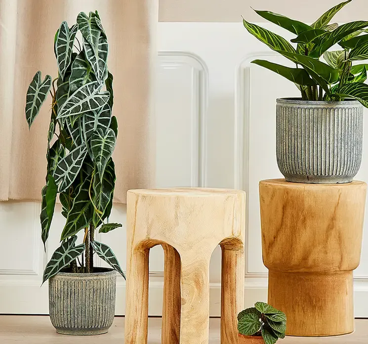 Kunstig elefantøre opbundet plante i sort potte af plast vist i stuemiljø med flotte træborde