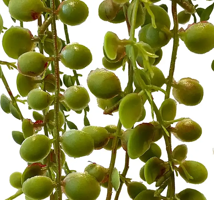 Figen hænger kunstig plante af plast i grøn 70cm closeup
