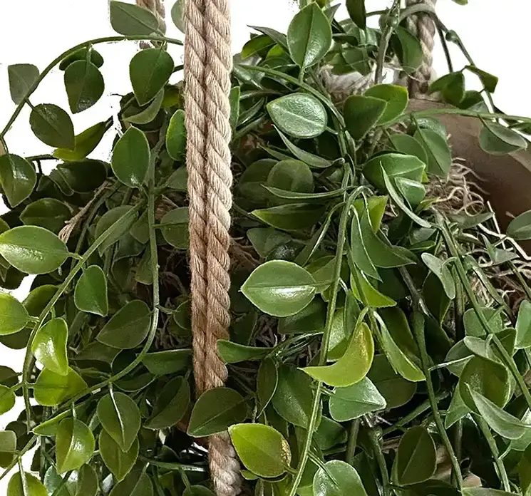 Figen hænger kunstig plante af plast i grøn i krukker med rebophæng closeup
