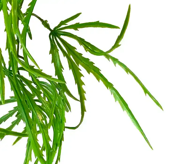 Kunstig aralia plante hænger af plast i grøn closeup