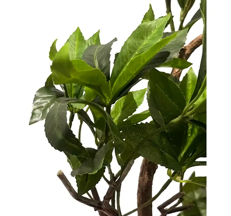 Kuunstig japansk pieris plante i potte af plast closeup