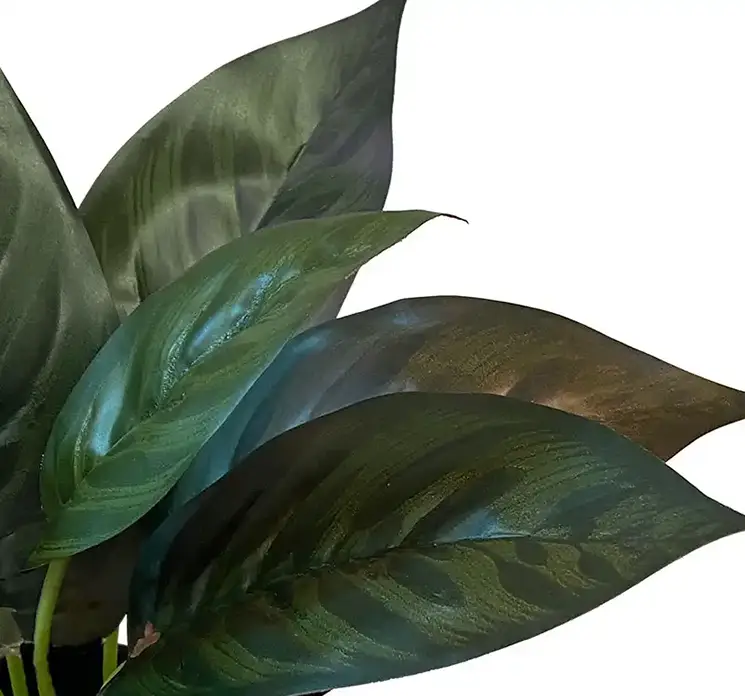 Calathea kunstig plante i sort potte af plast 25cm closeup