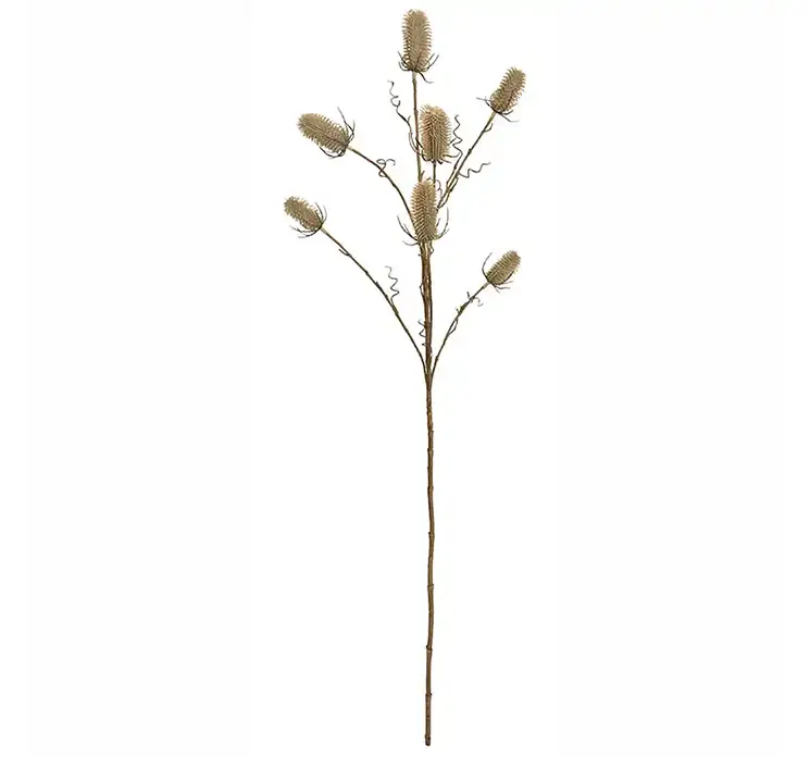 Kartebolle også kaldet dipsacus sativus kunstig gren af plast i beige 105cm