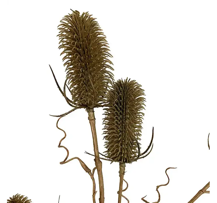 Kartebolle også kaldet dipsacus sativus kunstig gren af plast i brun 105cm closeup
