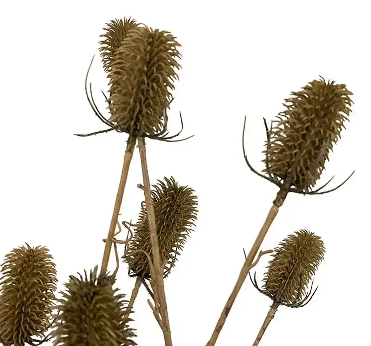 Kartebolle også kaldet dipsacus sativus kunstig gren af plast i grøn 150cm closeup