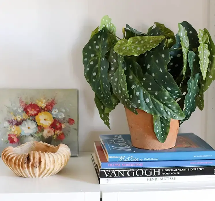 Kunstig kongebegonia plante af plast i krukke af ler vist på reol i stuemiljø