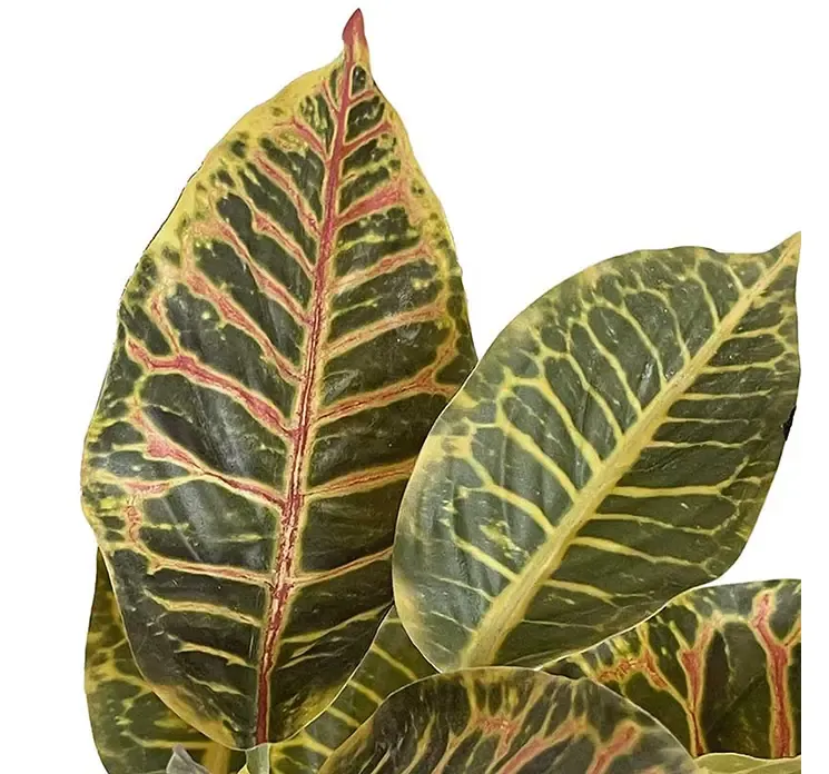 Kunstig kroton plante i sort potte af plast closeup