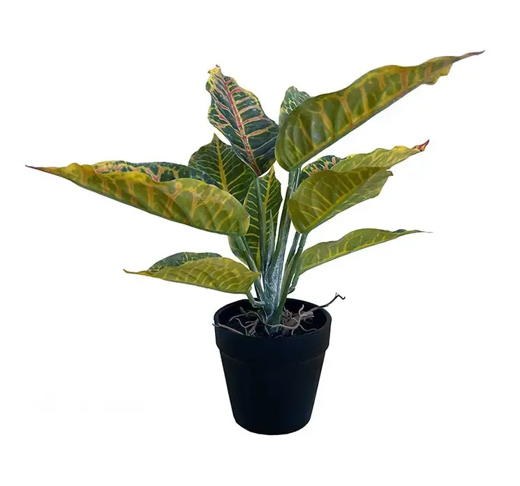 Kunstig kroton plante i sort potte af plast closeup af potte