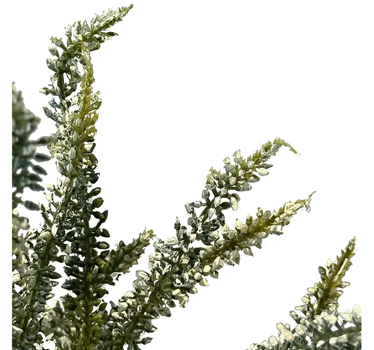 Lyng kunstig plante af plast med cremefarvede blomster 59cm closeup