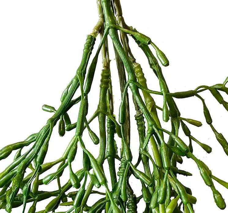 Kunstig mistelten kaktus hænger på stilk i grøn closeup