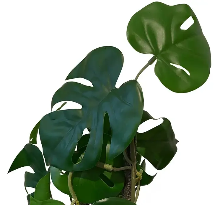Kunstig monstera plante opbundet i potte af plast closeup af blade