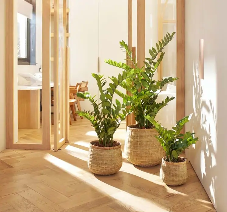 Smaragdblad også kaldet Zamioculcas kunstige planter her vist i krukker i stuemiljø