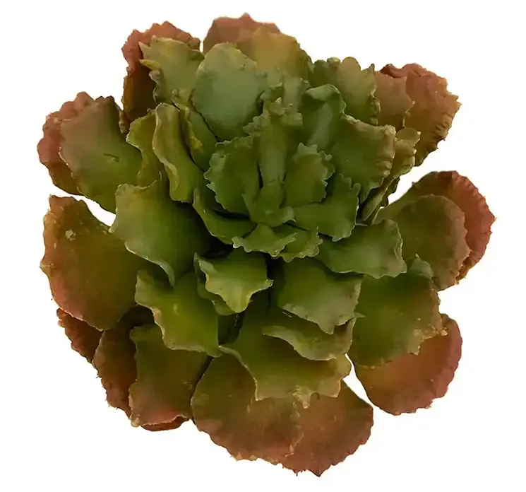 Kunstig plante sukkulent også kaldet echeveria af plast i grøn og orange closeup