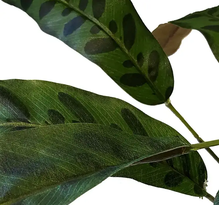 Calathea på stilk kunstig plante af plast i grøn 79cm closeup