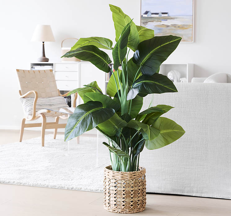 Strelitzia plante af plast i grøn med sort potte, kunstig plante vist i stue miljø