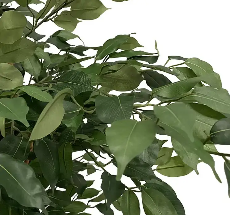 Stuebirk kunstig plante af plast i grøn sat i sort potte 170cm closeup