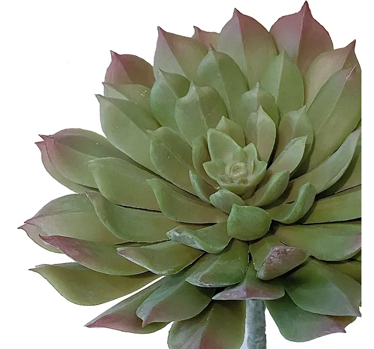 Sukkulent aeonium kunstig plante på stilk af plast i grøn closeup