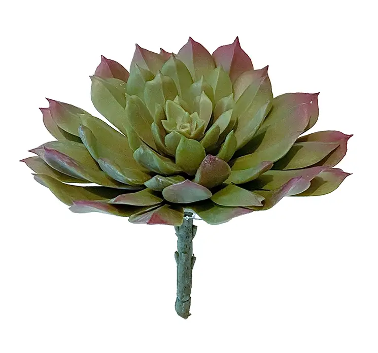 Sukkulent aeonium kunstig plante på stilk af plast i grøn