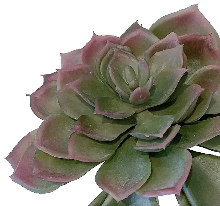 Sukkulent echeveria på stilk kunstig plante af plast i grøn 17cm closeup