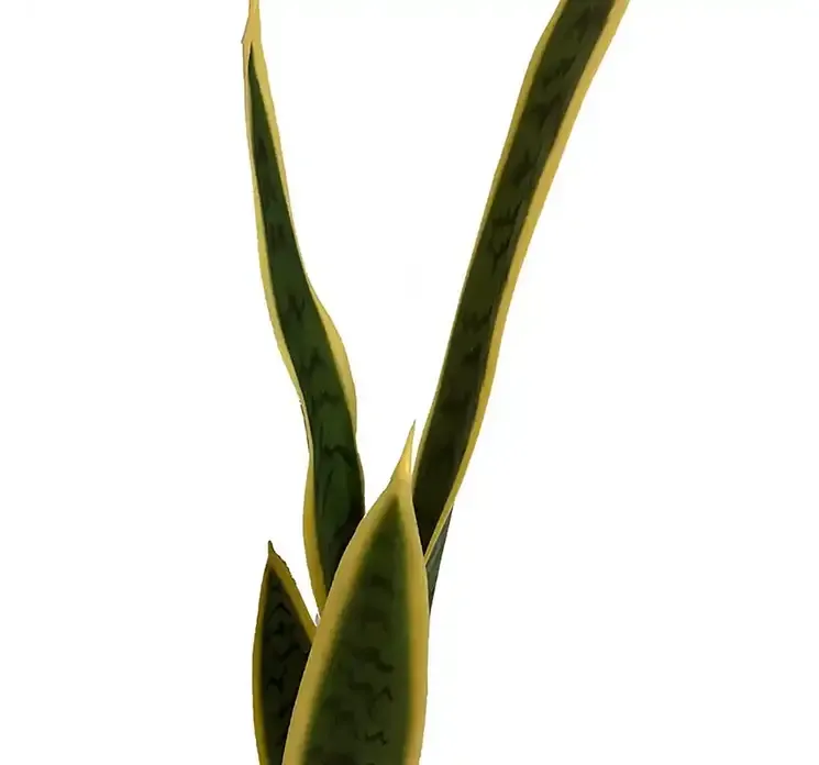 Svigermors skarpe tunge også kaldet bajonetplante af plast kunstig plante closeup