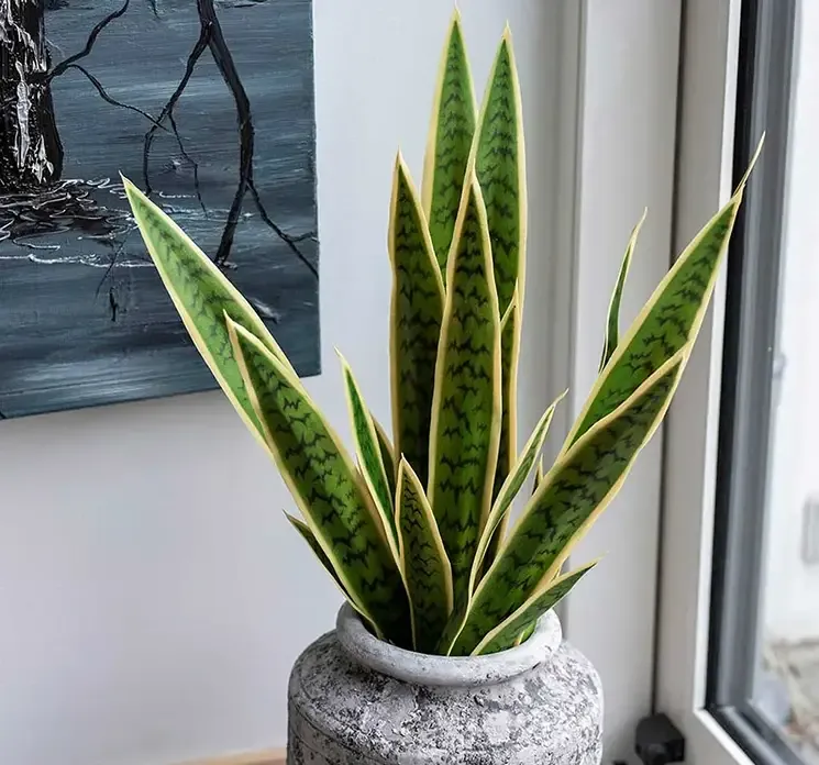 Svigermors skarpe tunge også kaldet bajonetplante af plast kunstig plante vist i vase i stuemiljø