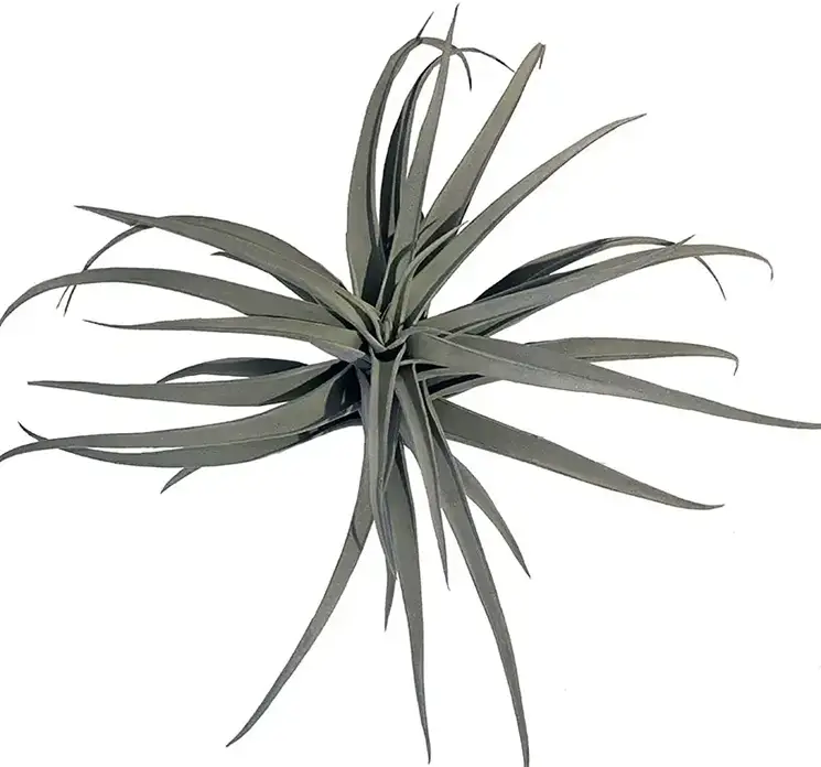 Tillandsia kunstig plante på stilk af plast i grøn vist oppe fra