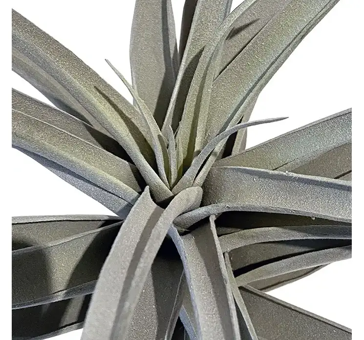 Tillandsia kunstig plante på stilk af plast i grøn closeup