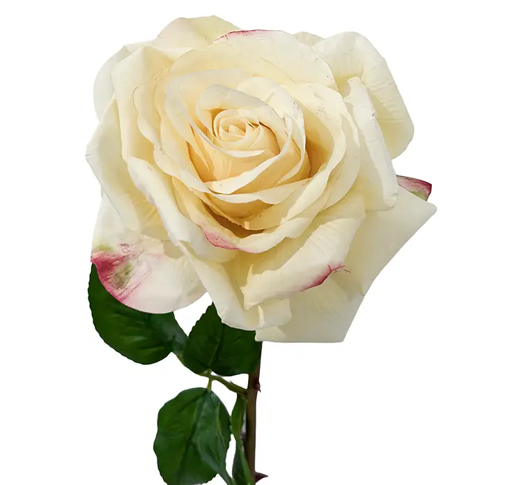 Rose på stilk med real touch af plast i lysegul 68cm closeup