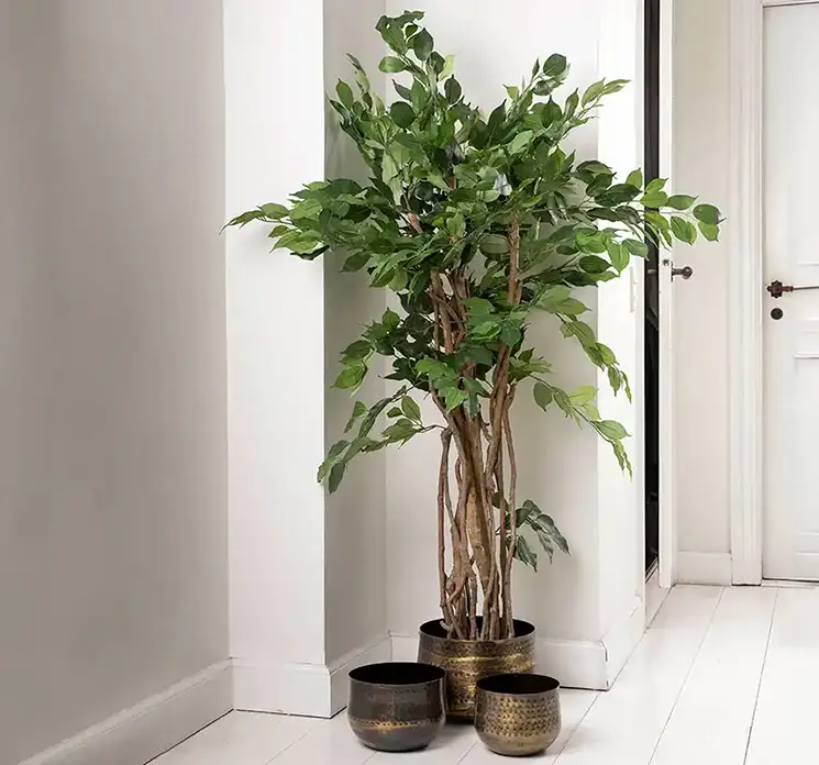 Stuebirk kunstig plante af plast i grøn sat i sort potte 170cm vist i entre miljø
