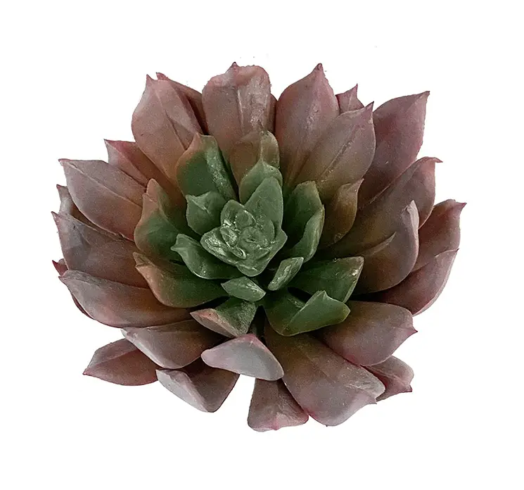 Sukkulent aeonium kunstig gren af plast i grøn closeup