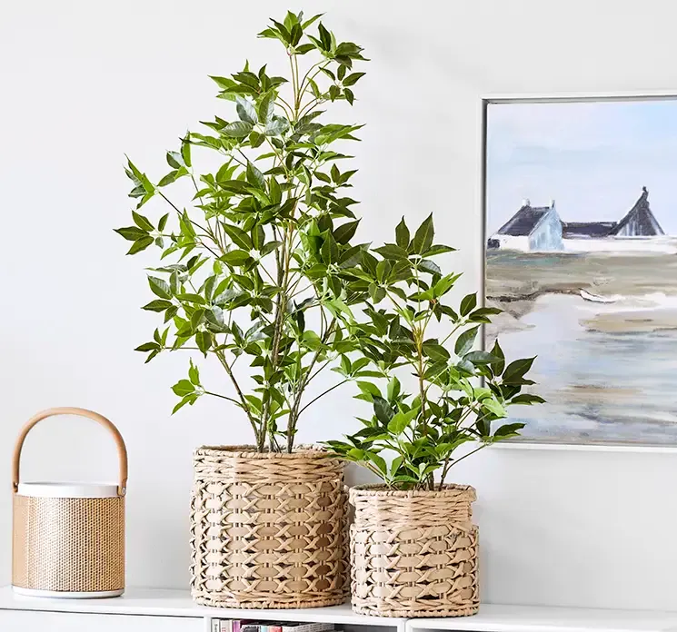 Aralia kunstig træ med sort potte vist i stuemiljø sat i flettet kurv