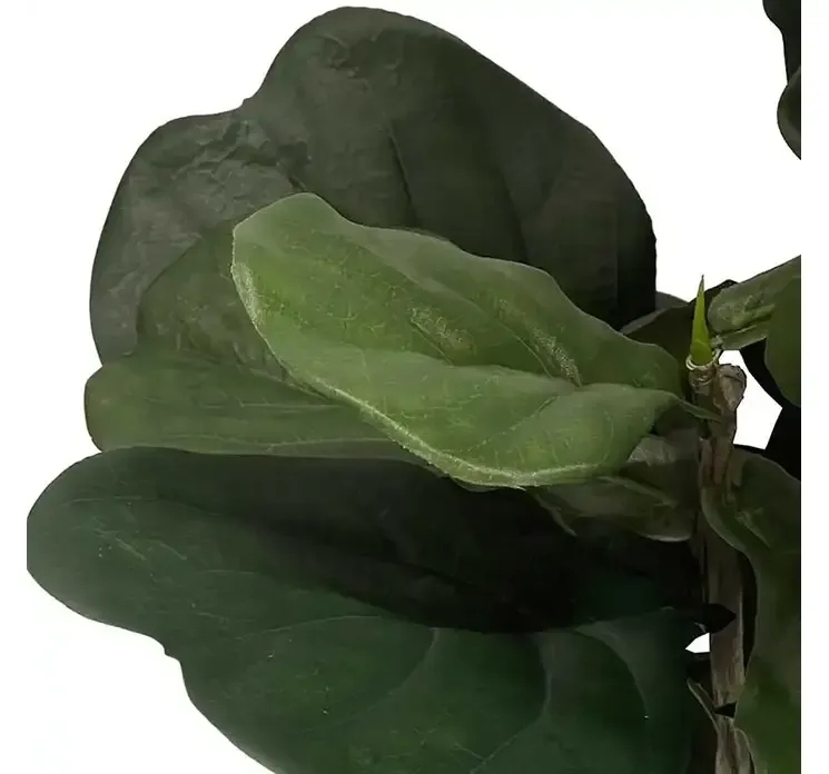 Figentræ i sort potte af plast kunstig plante closeup