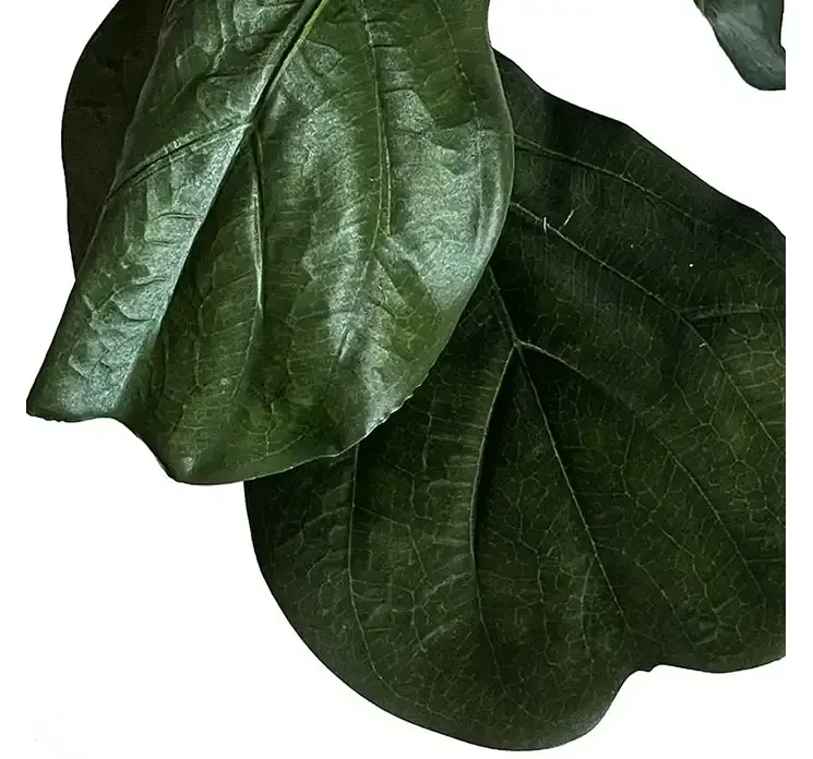 Kunstig figentræ i sort potte af plast closeup af blade